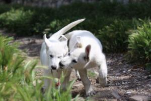 White-Swiss-Shepherd-Puppies-BTWWI-May-2019-0043