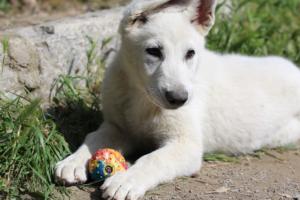White-Swiss-Shepherd-Puppies-BTWWI-May-2019-0070