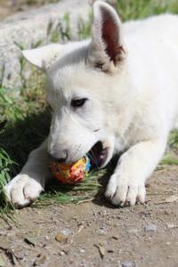 White-Swiss-Shepherd-Puppies-BTWWI-May-2019-0073