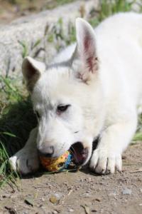 White-Swiss-Shepherd-Puppies-BTWWI-May-2019-0074