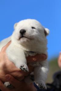 White-Dog-Puppies-Monaco-BTWW-I-Puppies-090319-0002