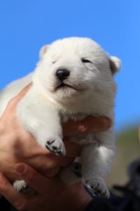 White-Dog-Puppies-Monaco-BTWW-I-Puppies-090319-0003