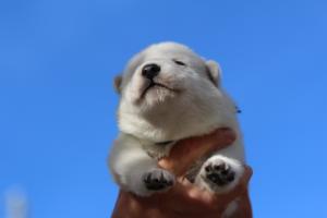 White-Dog-Puppies-Monaco-BTWW-I-Puppies-090319-0005