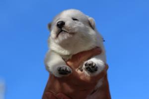 White-Dog-Puppies-Monaco-BTWW-I-Puppies-090319-0006