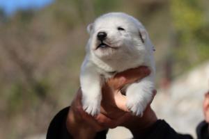 White-Dog-Puppies-Monaco-BTWW-I-Puppies-090319-0008