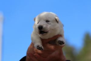 White-Dog-Puppies-Monaco-BTWW-I-Puppies-090319-0011