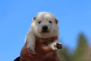 White-Dog-Puppies-Monaco-BTWW-I-Puppies-090319-0012