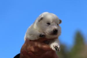 White-Dog-Puppies-Monaco-BTWW-I-Puppies-090319-0013