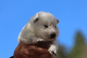 White-Dog-Puppies-Monaco-BTWW-I-Puppies-090319-0014