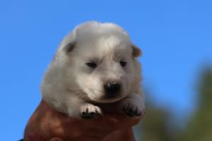 White-Dog-Puppies-Monaco-BTWW-I-Puppies-090319-0015