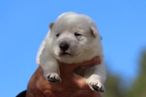White-Dog-Puppies-Monaco-BTWW-I-Puppies-090319-0016