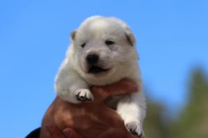 White-Dog-Puppies-Monaco-BTWW-I-Puppies-090319-0017