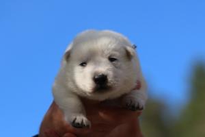 White-Dog-Puppies-Monaco-BTWW-I-Puppies-090319-0019