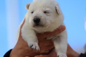 White-Dog-Puppies-Monaco-BTWW-I-Puppies-090319-0025