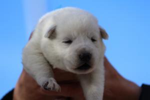 White-Dog-Puppies-Monaco-BTWW-I-Puppies-090319-0026