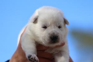 White-Dog-Puppies-Monaco-BTWW-I-Puppies-090319-0027