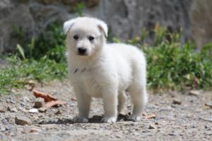Puppies-Malinois-White-Shepherd-20190001