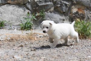 Puppies-Malinois-White-Shepherd-20190007