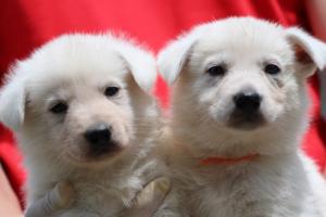 Puppies-Malinois-White-Shepherd-20190014