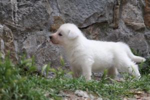 Puppies-Malinois-White-Shepherd-20190028