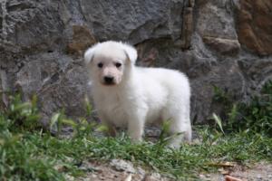Puppies-Malinois-White-Shepherd-20190032