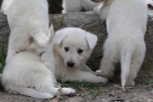 Puppies-Malinois-White-Shepherd-20190034