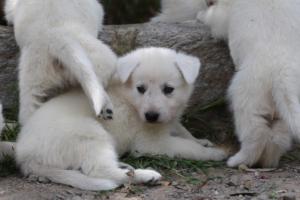 Puppies-Malinois-White-Shepherd-20190036
