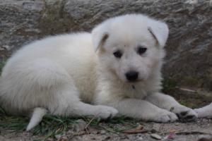 Puppies-Malinois-White-Shepherd-20190038