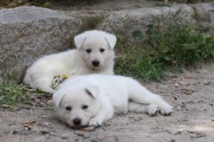 Puppies-Malinois-White-Shepherd-20190042