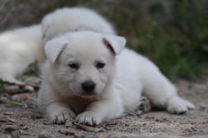 Puppies-Malinois-White-Shepherd-20190048