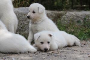 Puppies-Malinois-White-Shepherd-20190060