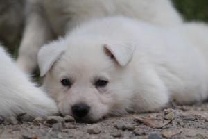 Puppies-Malinois-White-Shepherd-20190061