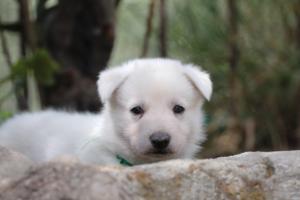 Puppies-Malinois-White-Shepherd-20190071