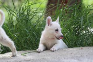 White-Swiss-Shepherd-Puppies-BTWWL-May-2019-0037