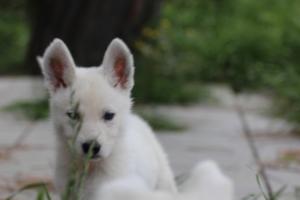 White-Swiss-Shepherd-Puppies-BTWWL-May-2019-0053