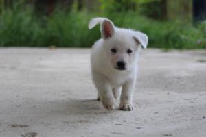 White-Swiss-Shepherd-Puppies-BTWWL-May-2019-0059