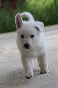 White-Swiss-Shepherd-Puppies-BTWWL-May-2019-0105