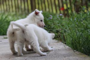 White-Swiss-Shepherd-Puppies-BTWWL-May-2019-0123