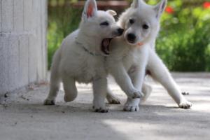 White-Swiss-Shepherd-Puppies-BTWWL-May-2019-0168