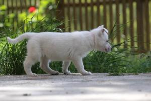 White-Swiss-Shepherd-Puppies-BTWWL-May-2019-0172