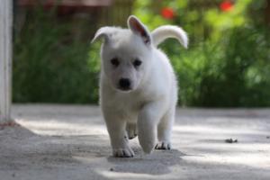 White-Swiss-Shepherd-Puppies-BTWWL-May-2019-0181
