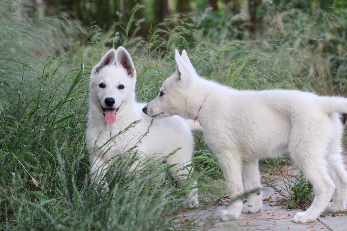 White Swiss Shepherd Puppies Available from Brazilian Male 82