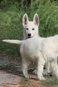 White-Swiss-Shepherd-Puppies-BTWWLPups-130619-0003