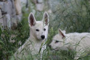 White-Swiss-Shepherd-Puppies-BTWWLPups-130619-0039