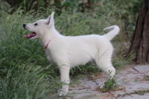 White-Swiss-Shepherd-Puppies-BTWWLPups-130619-0053