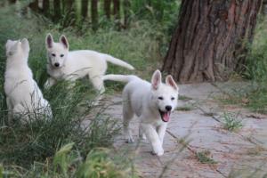 White-Swiss-Shepherd-Puppies-BTWWLPups-130619-0080