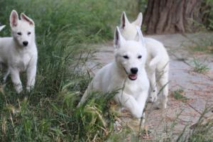 White-Swiss-Shepherd-Puppies-BTWWLPups-130619-0108
