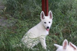 White-Swiss-Shepherd-Puppies-BTWWLPups-130619-0111