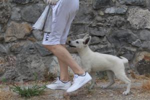 White-Swiss-Shepherd-Puppies-BTWWLPups-290619-0008