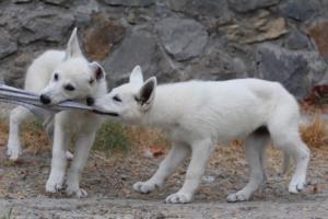 White-Swiss-Shepherd-Puppies-BTWWLPups-290619-0036
